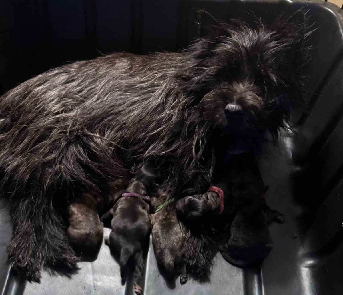 Cairn Terrier Puppies breeder image 15