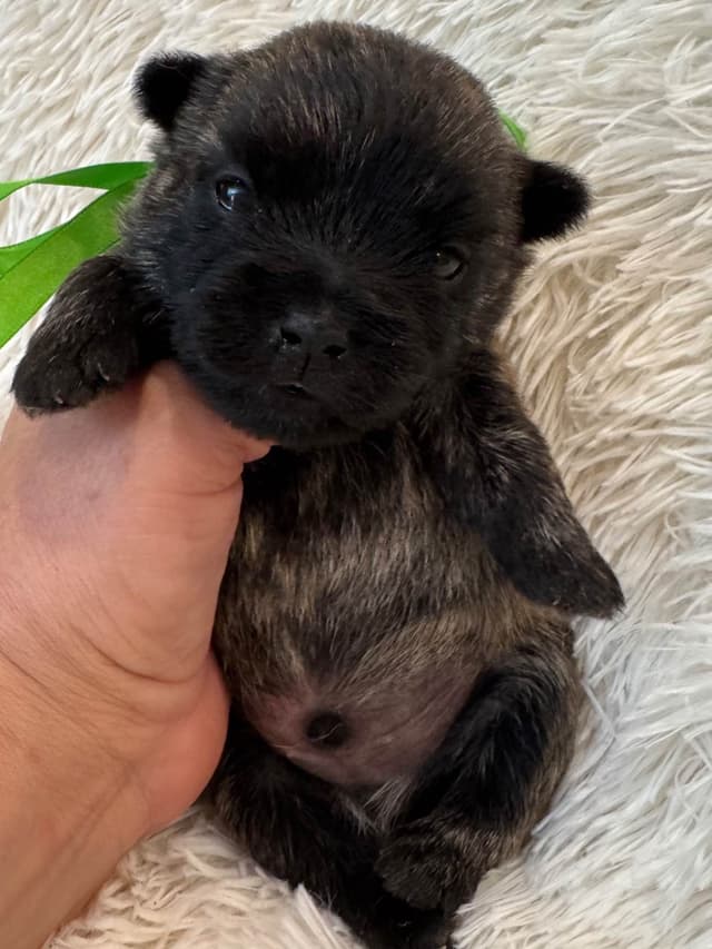Cairn Terrier Puppies media 2