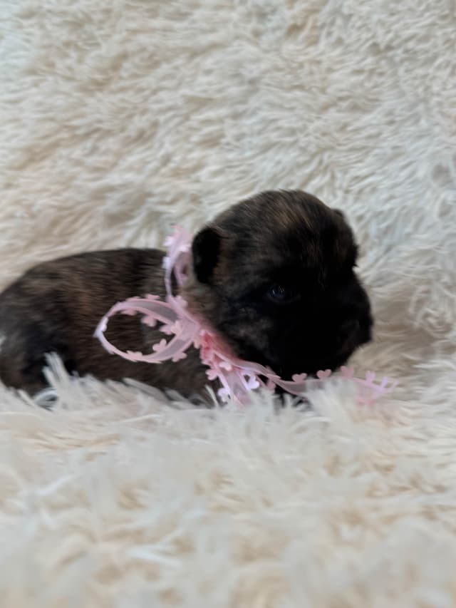 Cairn Terrier Puppies media 3