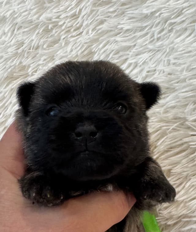 Cairn Terrier Puppies media 4