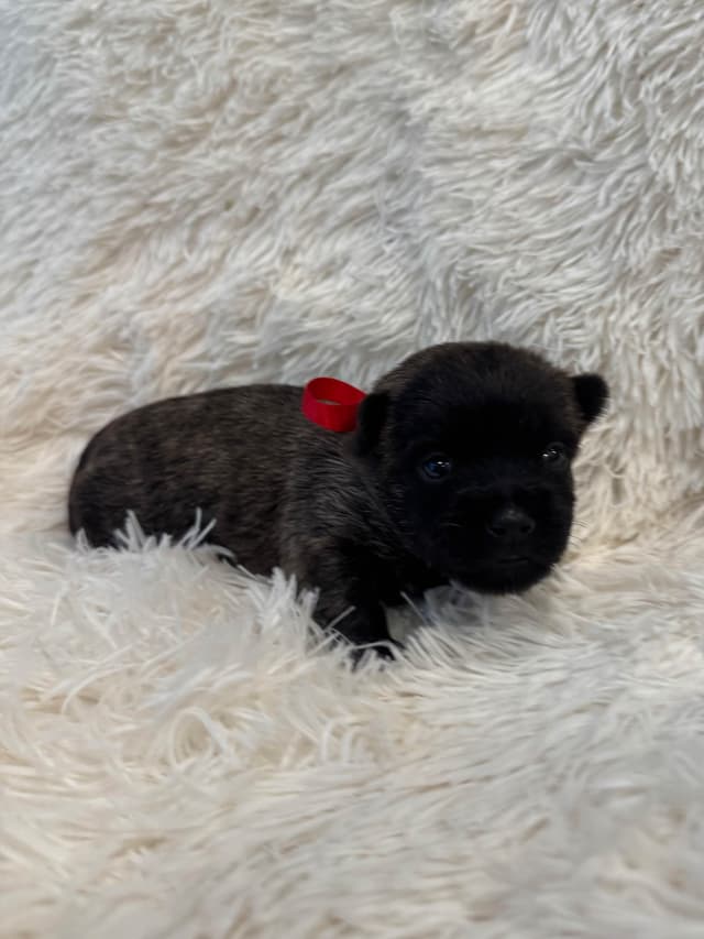 Cairn Terrier Puppies media 5