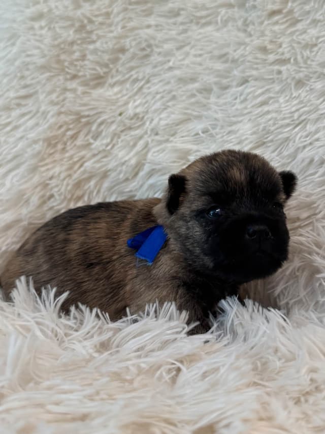 Cairn Terrier Puppies media 6