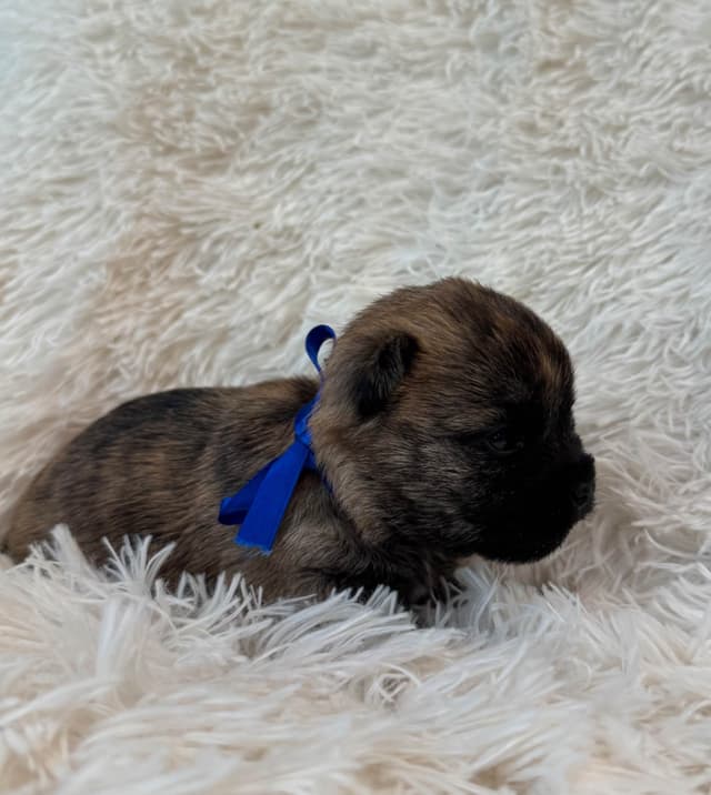 Cairn Terrier Puppies media 7