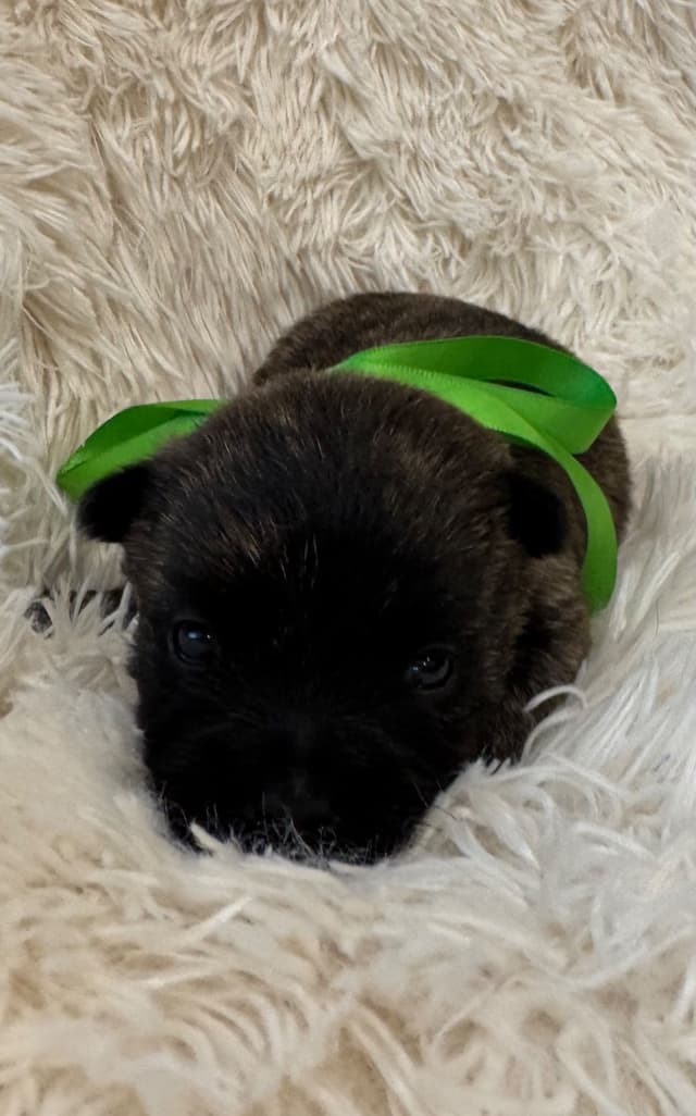 Cairn Terrier Puppies media 8
