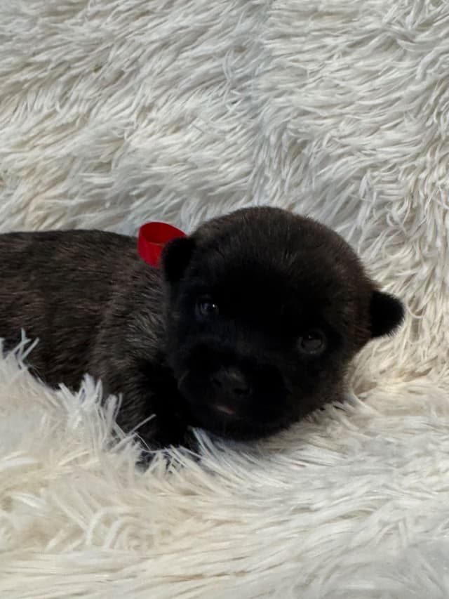 Cairn Terrier Puppies media 9