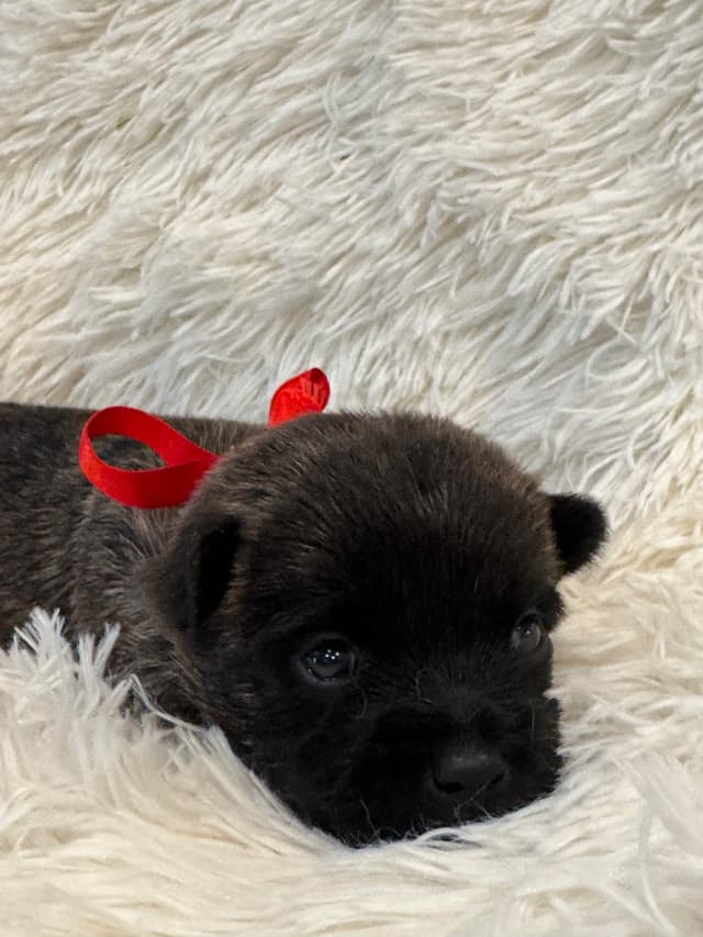 Cairn Terrier Puppies media 10