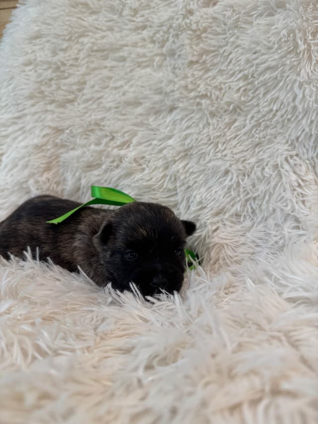 Cairn Terrier Puppies media 11