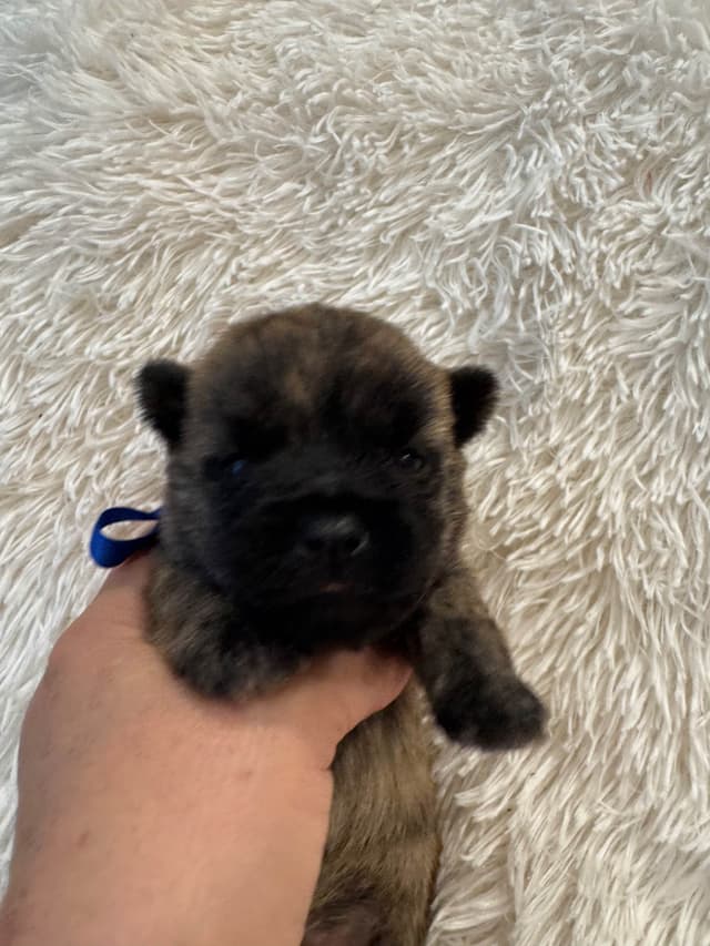 Cairn Terrier Puppies media 13