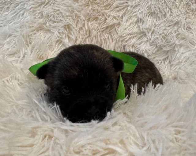 Cairn Terrier Puppies media 12