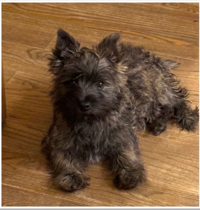 Cairn Terrier Puppies media 14