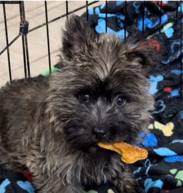 Cairn Terrier Puppies media 15