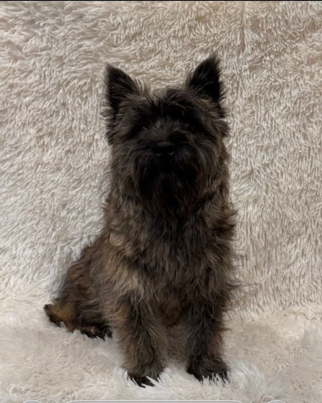 Cairn Terrier Puppies media 17