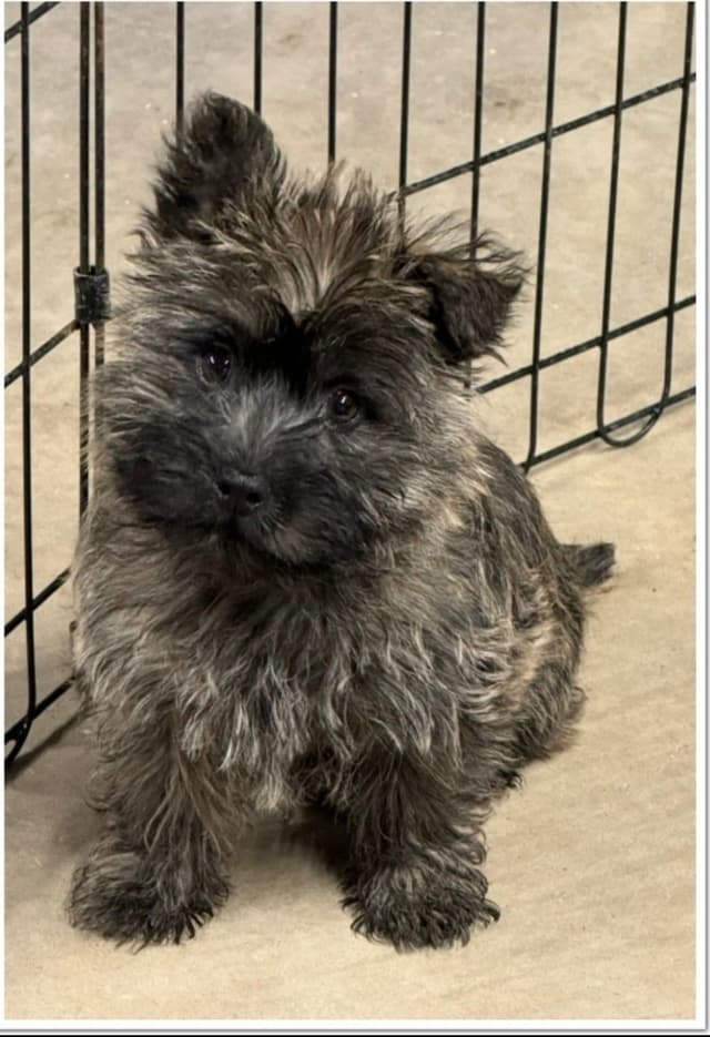 Cairn Terrier Puppies media 16