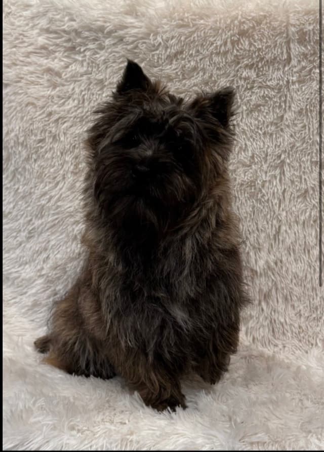 Cairn Terrier Puppies media 18
