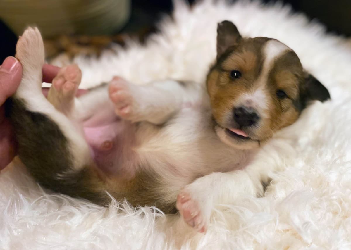 Shetland Sheepdog Puppies breeder image 1