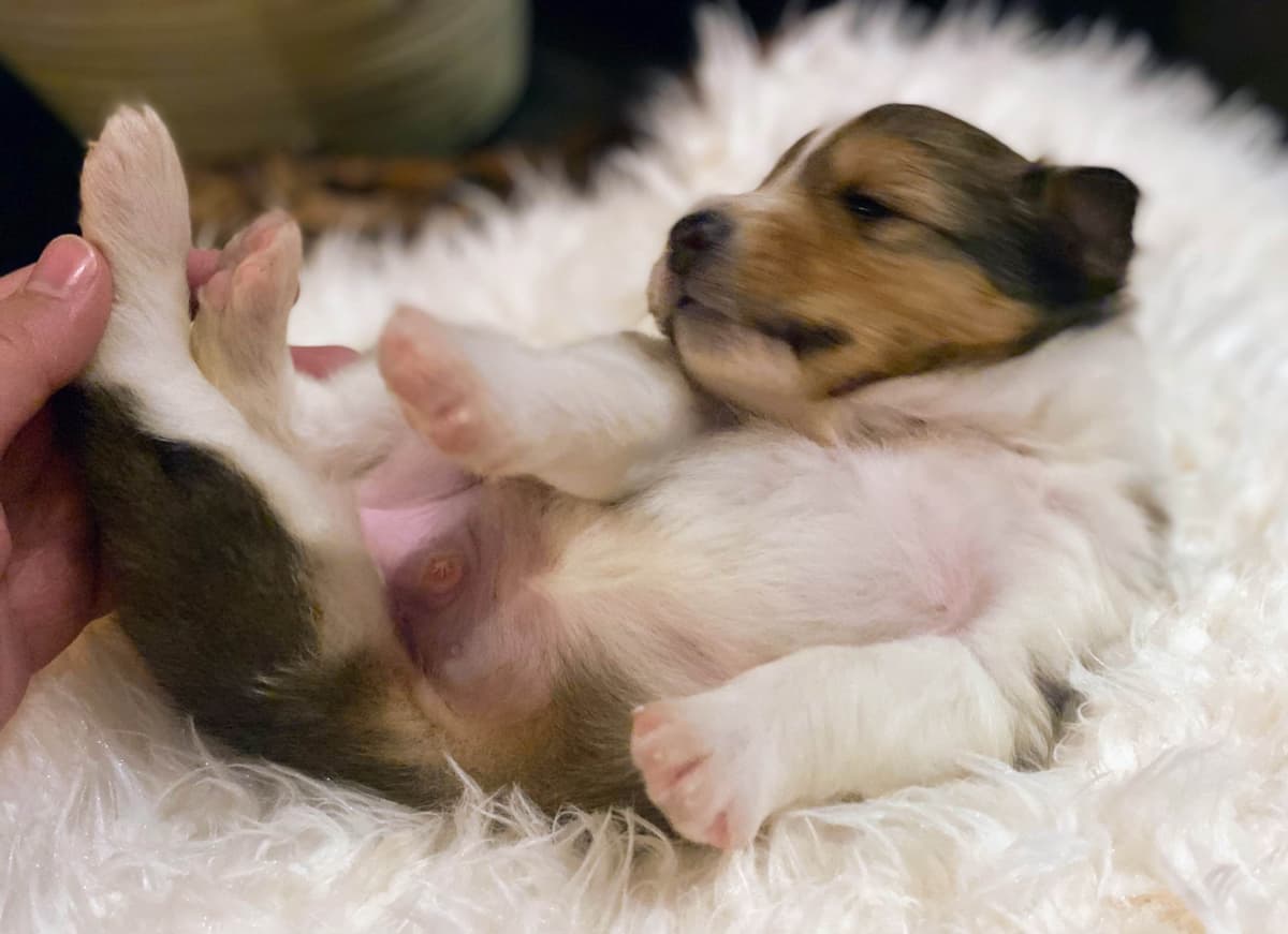 Shetland Sheepdog Puppies breeder image 2