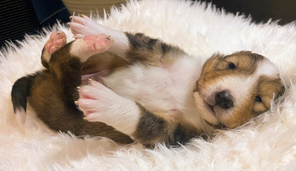Shetland Sheepdog Puppies breeder image 3