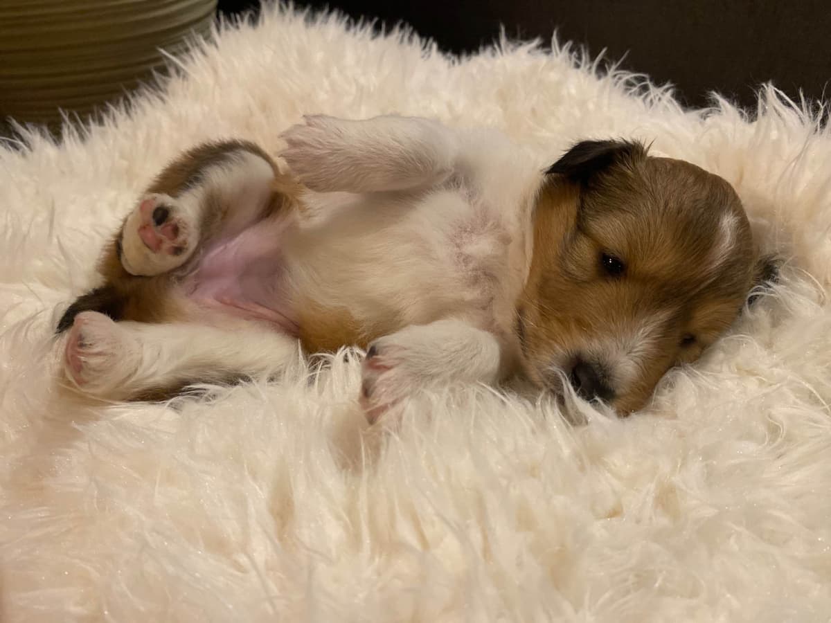 Shetland Sheepdog Puppies breeder image 4
