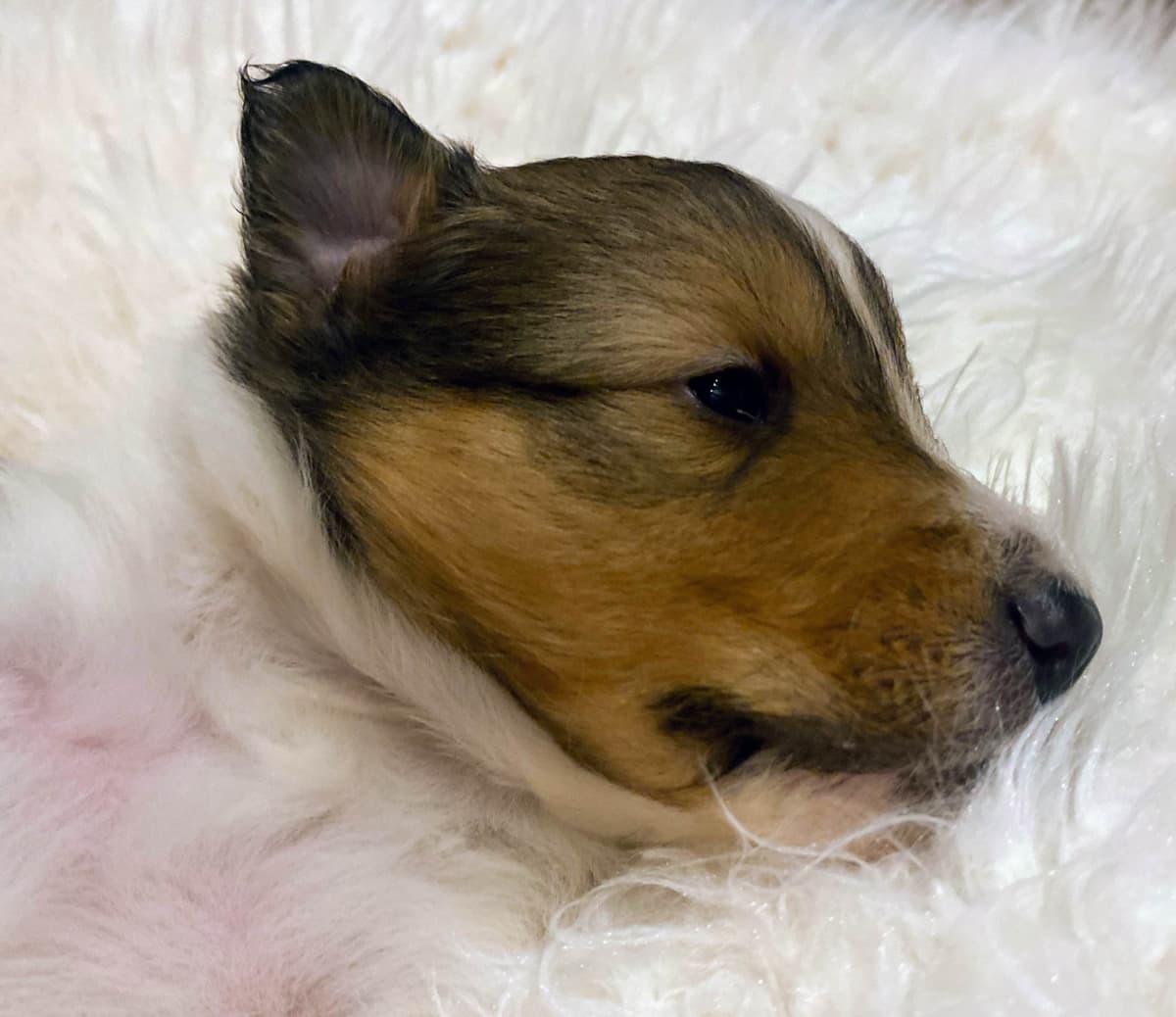 Shetland Sheepdog Puppies breeder image 5