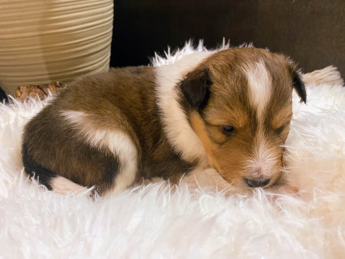 Shetland Sheepdog Puppies breeder image 6
