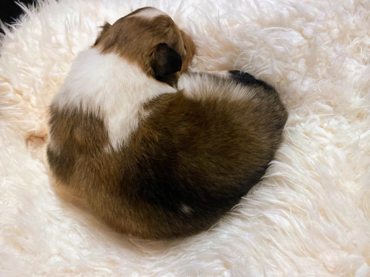Shetland Sheepdog Puppies breeder image 8