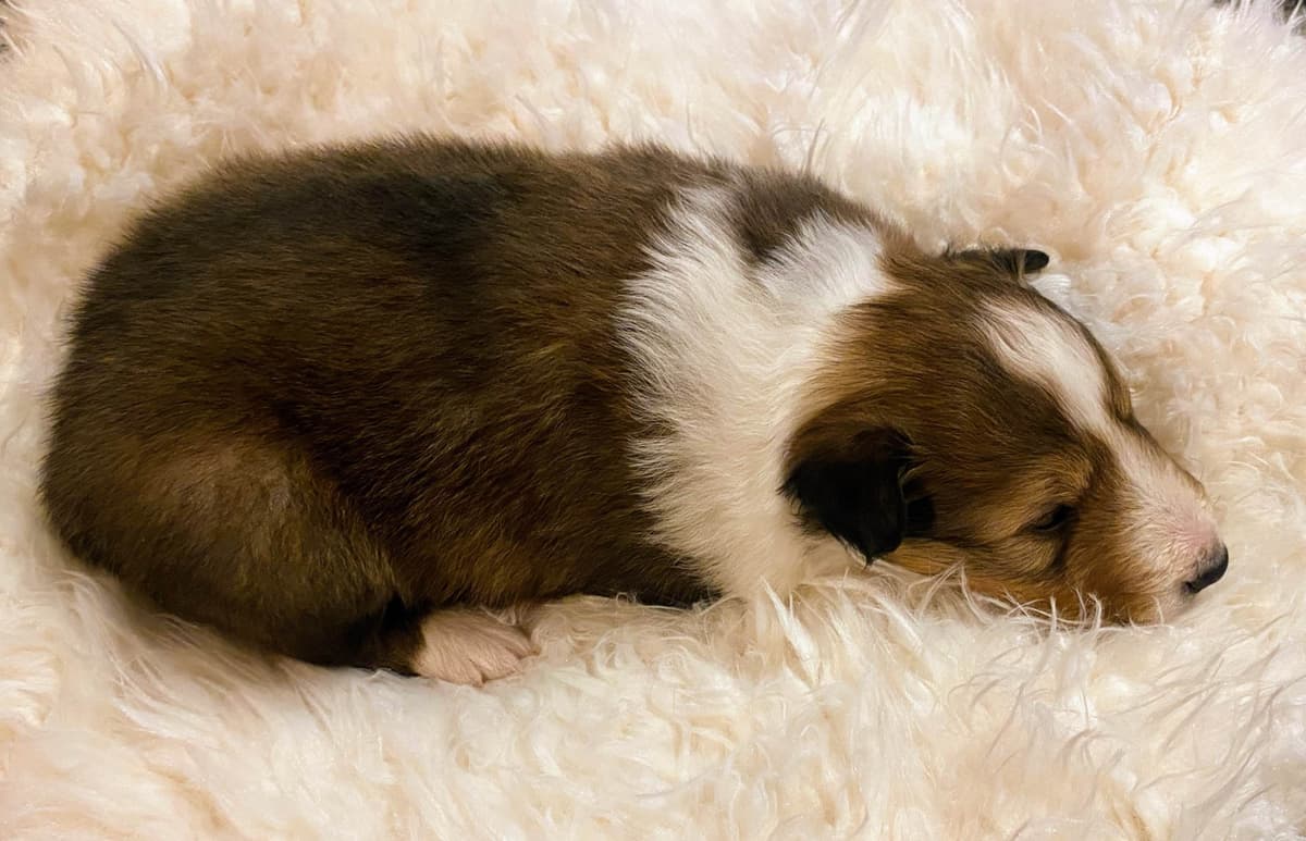 Shetland Sheepdog Puppies breeder image 7
