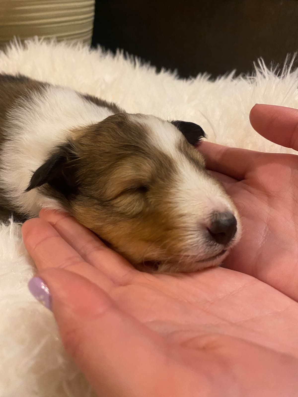 Shetland Sheepdog Puppies breeder image 10