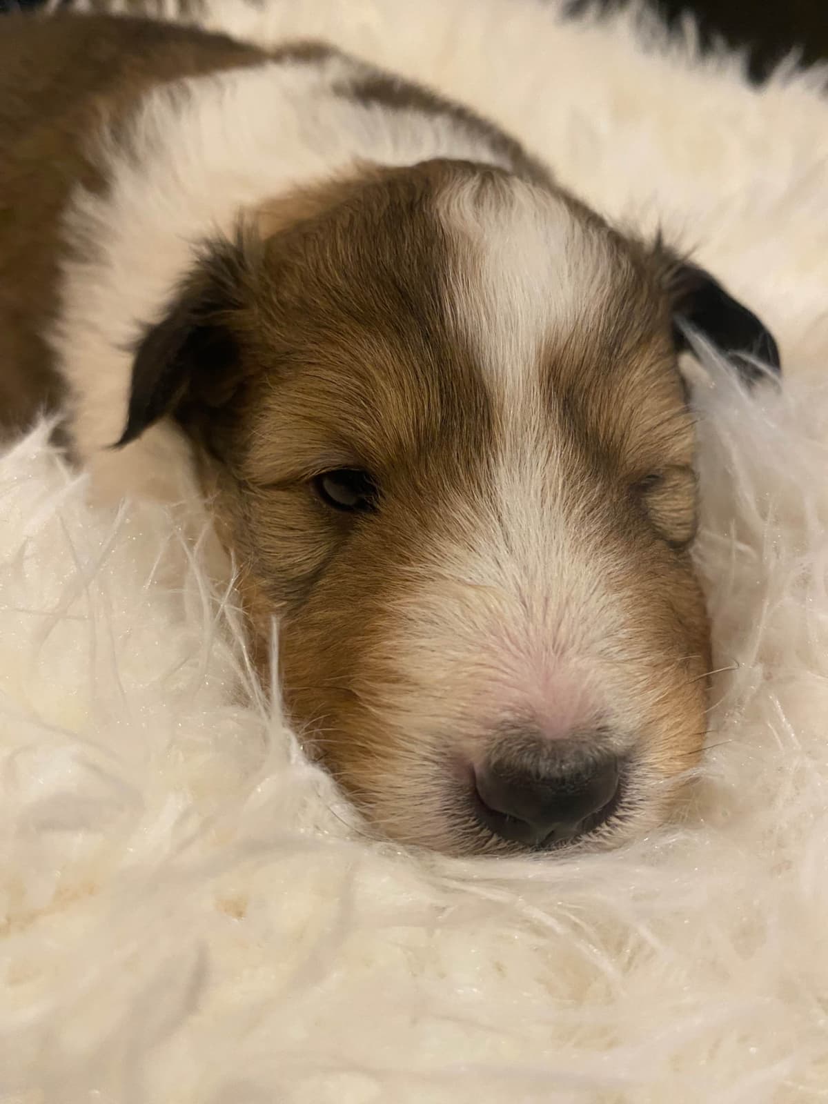 Shetland Sheepdog Puppies breeder image 11