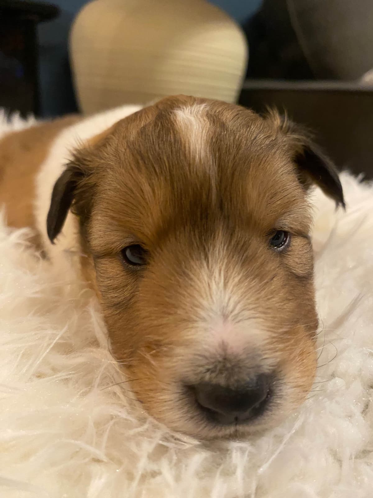 Shetland Sheepdog Puppies breeder image 14