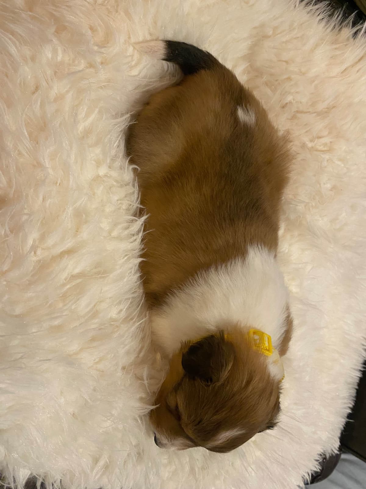 Shetland Sheepdog Puppies breeder image 13