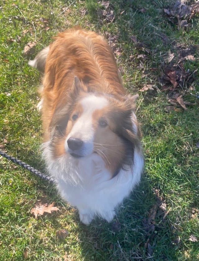 Shetland Sheepdog Puppies media 18