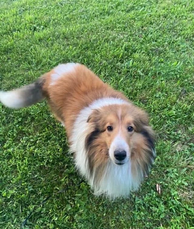 Shetland Sheepdog Puppies media 19