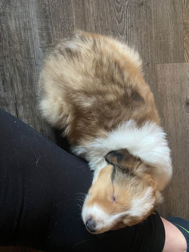 Shetland Sheepdog Puppies media 8