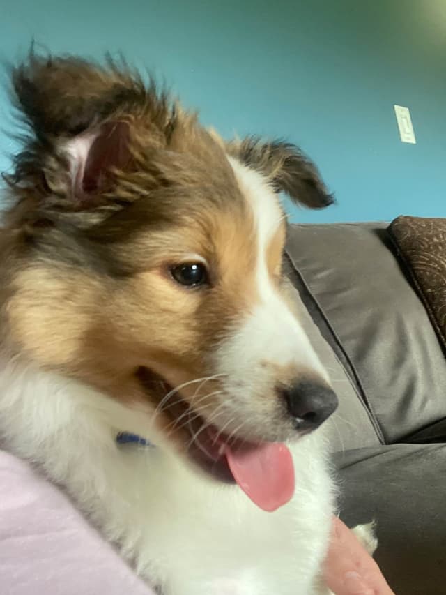 Shetland Sheepdog Puppies media 3