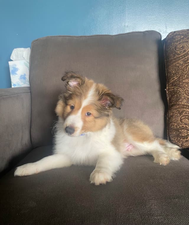 Shetland Sheepdog Puppies media 2
