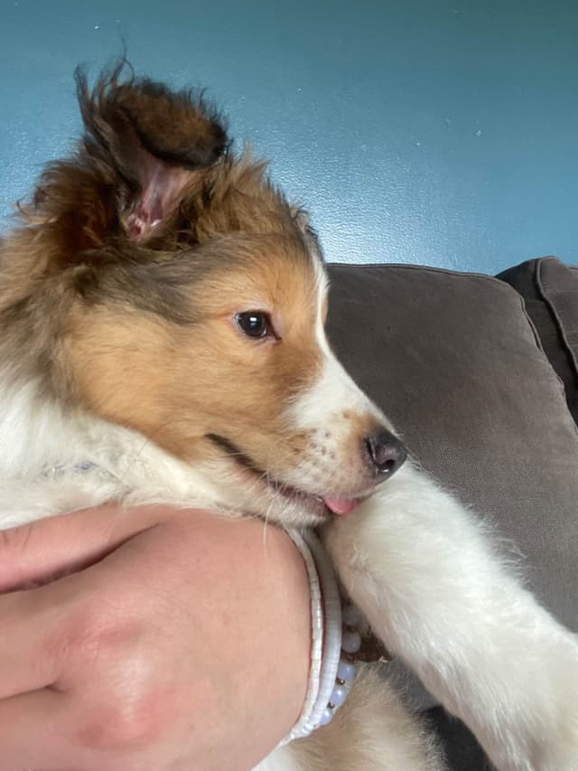 Shetland Sheepdog Puppies media 5