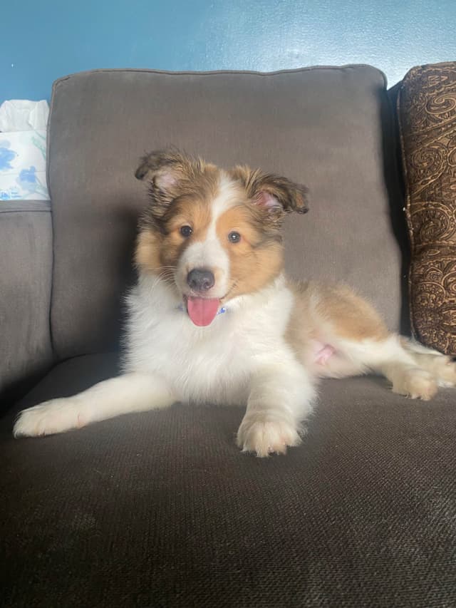 Shetland Sheepdog Puppies media 20