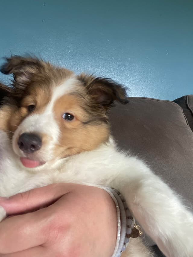 Shetland Sheepdog Puppies media 7