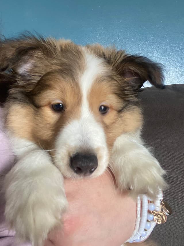 Shetland Sheepdog Puppies media 6