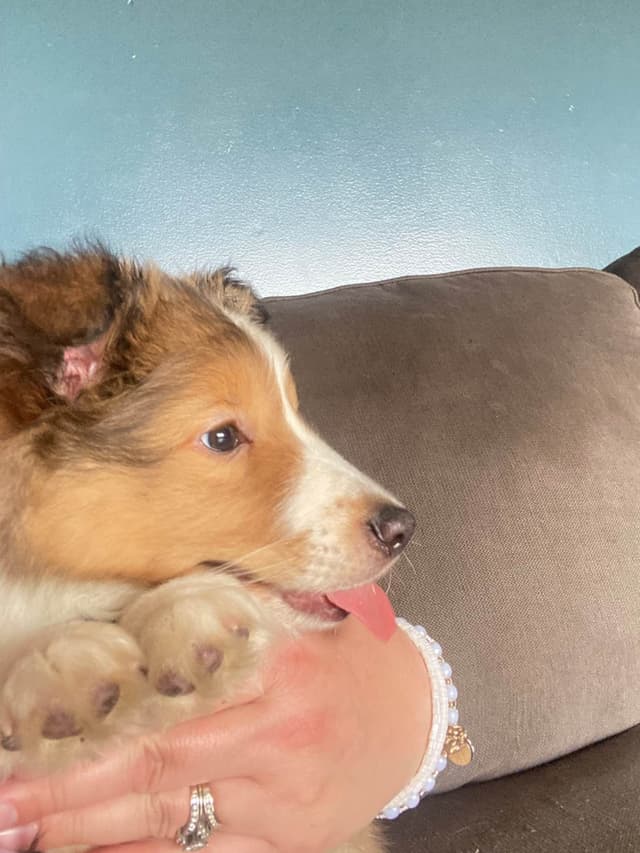 Shetland Sheepdog Puppies media 10