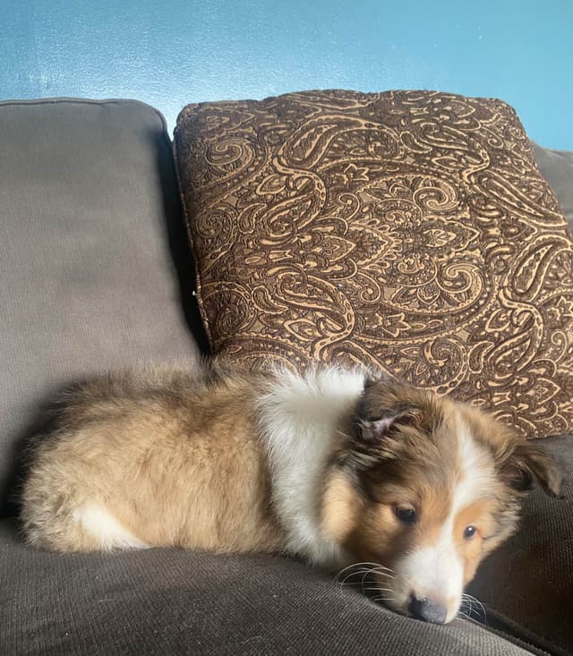 Shetland Sheepdog Puppies media 15