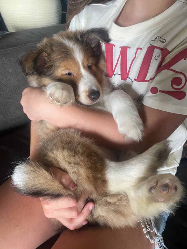 Shetland Sheepdog Puppies media 12