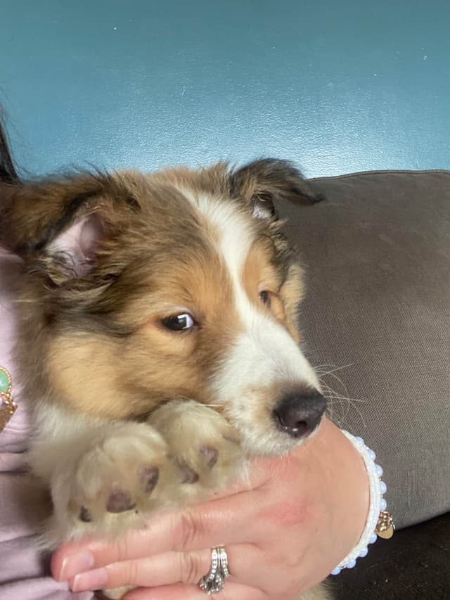 Shetland Sheepdog Puppies media 14