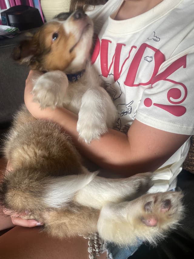 Shetland Sheepdog Puppies media 13