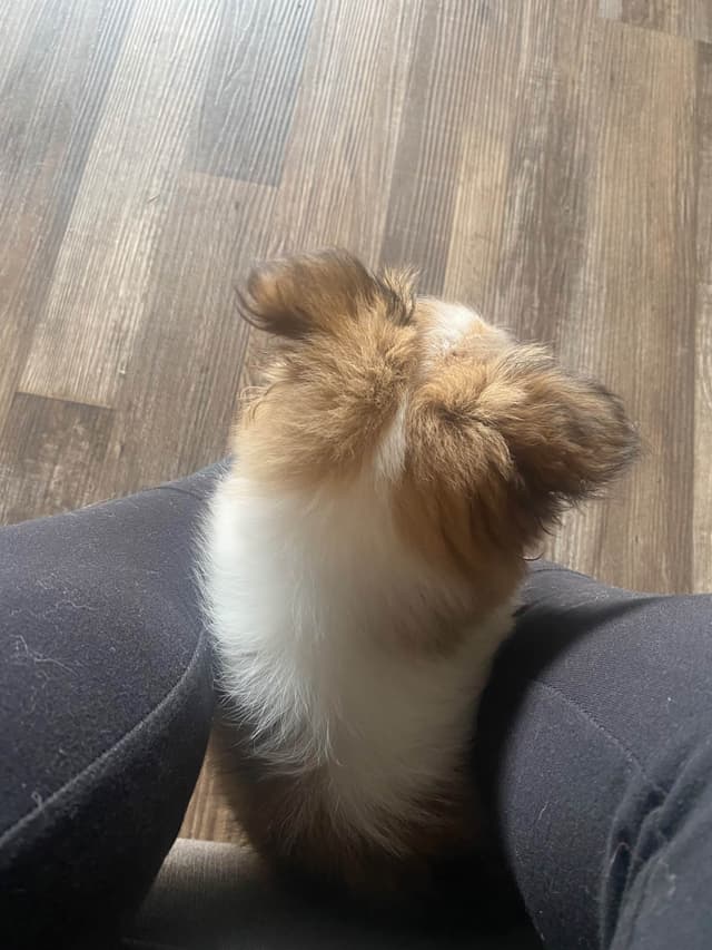 Shetland Sheepdog Puppies media 17