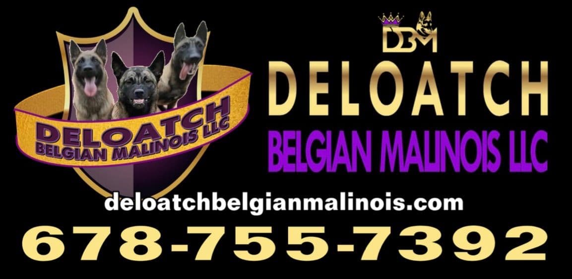 Belgian Malinois Puppies breeder image 1