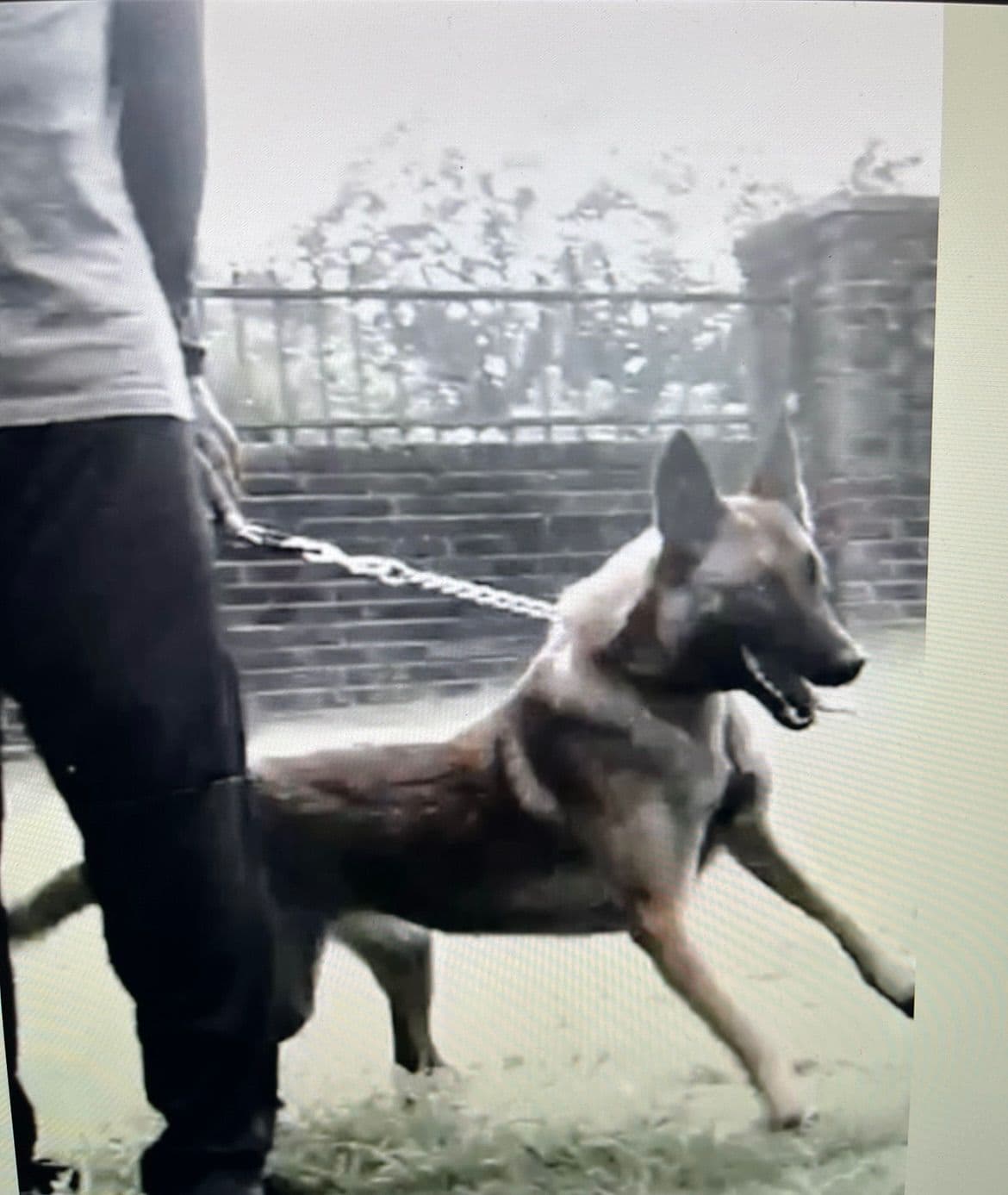 Belgian Malinois Puppies breeder image 3