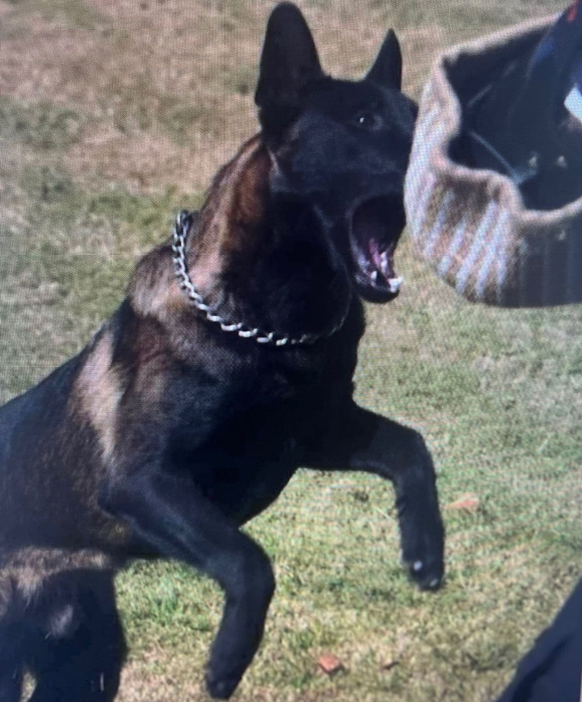 Belgian Malinois Puppies breeder image 4