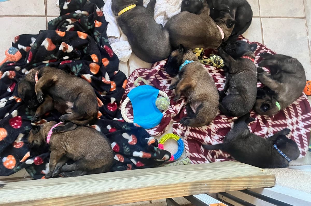 Belgian Malinois Puppies breeder image 5