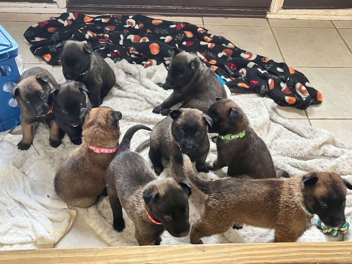 Belgian Malinois Puppies breeder image 6